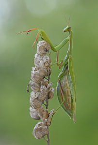 Bild-Nr: 12098451 Mantis religiosa Erstellt von: GUGIGEI