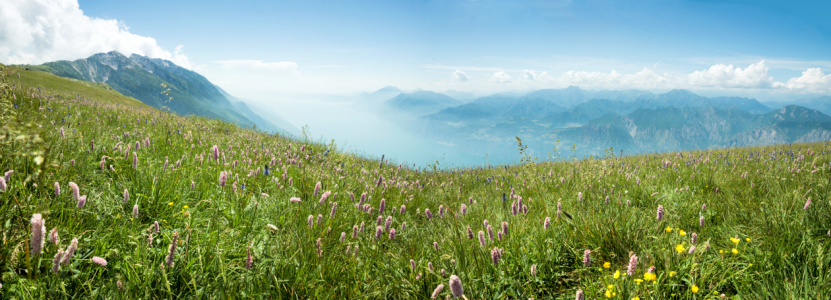 Bild-Nr: 12099479 Bergwiese Monte Baldo Italien Erstellt von: SusaZoom