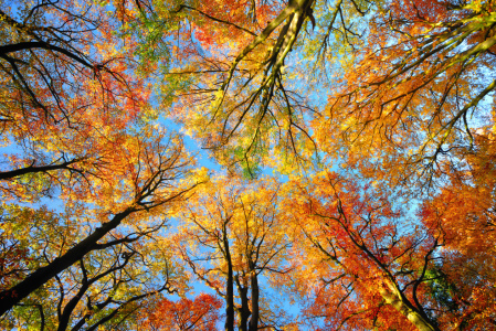 Bild-Nr: 12103810 Bunte herbsliche Baumkronen im blauem Himmel Erstellt von: Smileus