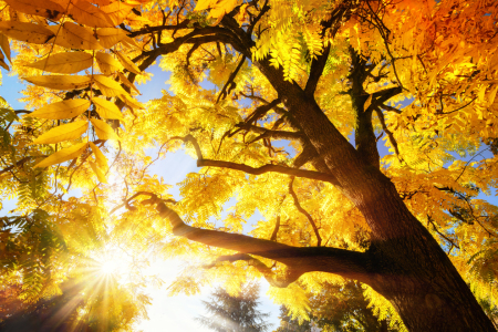 Bild-Nr: 12103813 Autumn sun illuminating vibrant yellow foliage Erstellt von: Smileus