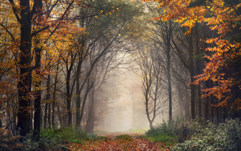 Bild-Nr: 12103829 Torbogen aus Bäumen im herbstlichem Wald Erstellt von: Smileus