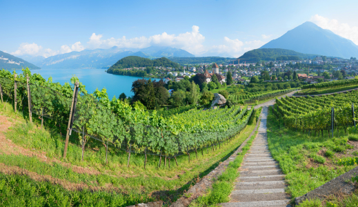 Bild-Nr: 12103877 Rebberg Blick auf Spiez und die Berner Alpen Erstellt von: SusaZoom