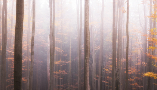 Bild-Nr: 12104288 Zauberhaftes Waldpanorama  Erstellt von: luxpediation