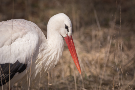 Bild-Nr: 12104344 Storch  Portrait Erstellt von: luxpediation