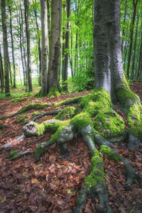 Bild-Nr: 12105371 Baumwurzel im grünen Urwald Erstellt von: luxpediation