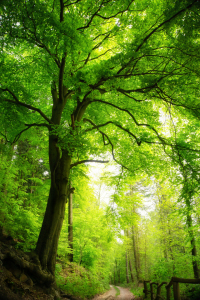 Bild-Nr: 12105385 Majestätischer Baum im grünen Wald Erstellt von: Smileus