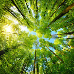 Bild-Nr: 12105641 Sphärisches Panorama im Wald Erstellt von: Smileus