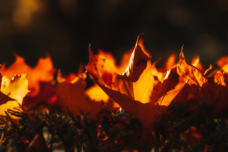 Bild-Nr: 12105643 Herbstflammen Erstellt von: DagmarMarina