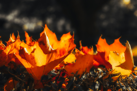 Bild-Nr: 12105644 Herbstleuchten Erstellt von: DagmarMarina