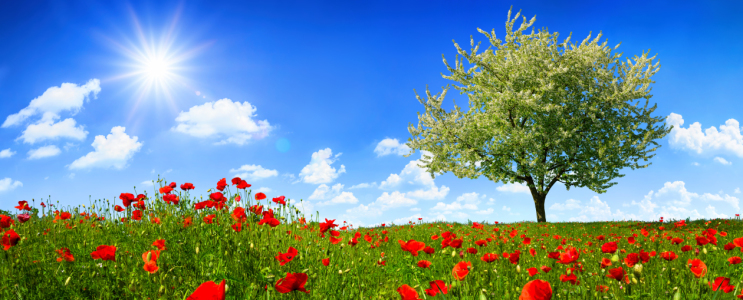 Bild-Nr: 12106132 Einsamer Baum auf einem Feld mit Mohnblumen Erstellt von: Smileus