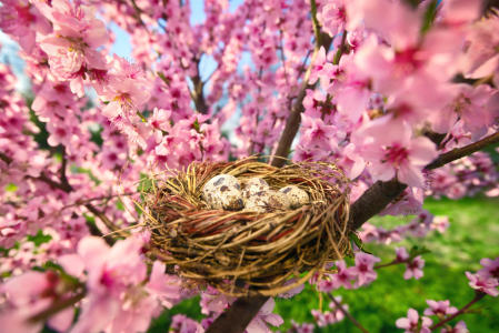 Bild-Nr: 12106712 Vogelnest mit Eiern im blühendem Baum Erstellt von: Smileus