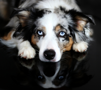 Bild-Nr: 12106946 American Shepherd Erstellt von: Youlia