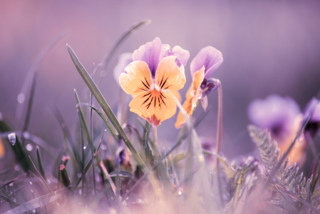 Bild-Nr: 12107415 Blüten des Stiefmütterchen im Garten Erstellt von: Tanja Riedel