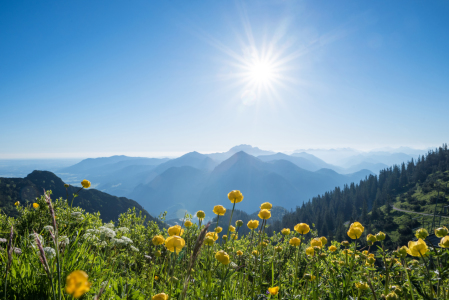 Bild-Nr: 12107464 Trollblumenwiese und Alpenblick Erstellt von: SusaZoom