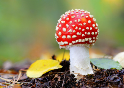 Bild-Nr: 12107678 autumn beauty Erstellt von: Rolf Eschbach