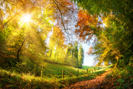 Bild-Nr: 12107726 Colorful autumn wonderland Erstellt von: Smileus