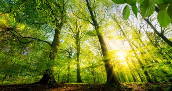 Bild-Nr: 12107736 Sonne scheint durch grüne Laubbäume im Wald Erstellt von: Smileus