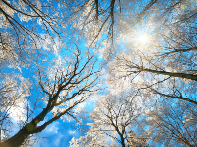 Bild-Nr: 12107744 Wald im Winter mit verschneiten Baumkronen  Erstellt von: Smileus