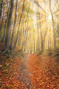 Bild-Nr: 12108600 Sonnenstrahlen im Herbstwald Erstellt von: luxpediation