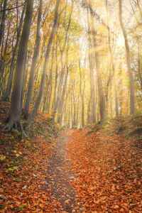 Bild-Nr: 12108600 Sonnenstrahlen im Herbstwald Erstellt von: luxpediation