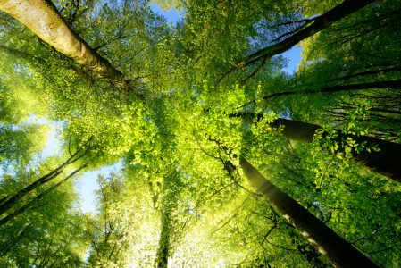 Bild-Nr: 12108872 Sonnendurchdrungene Baumkronen im Frühling Erstellt von: Smileus