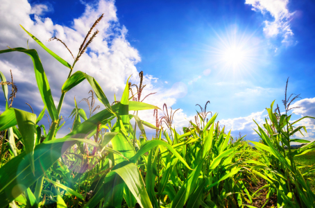 Bild-Nr: 12108876 Feld mit blauem Himmel und Sonne Erstellt von: Smileus