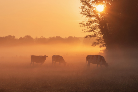 Bild-Nr: 12110165 Kühe friedlich am Grasen im Morgenrot Erstellt von: Tanja Riedel