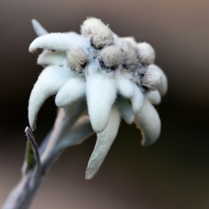 Bild-Nr: 12113057 Edelweiss Erstellt von: GUGIGEI