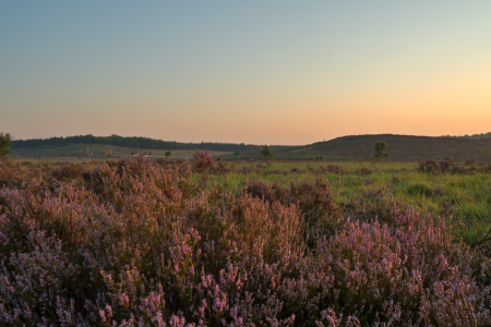 Bild-Nr: 12113510 Das erste Sonnenlicht in der Heide Erstellt von: volker heide