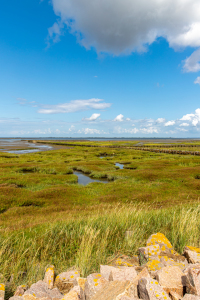 Bild-Nr: 12113532 Salzwiese im Nationalpark Wattenmeer Erstellt von: alexwolff68