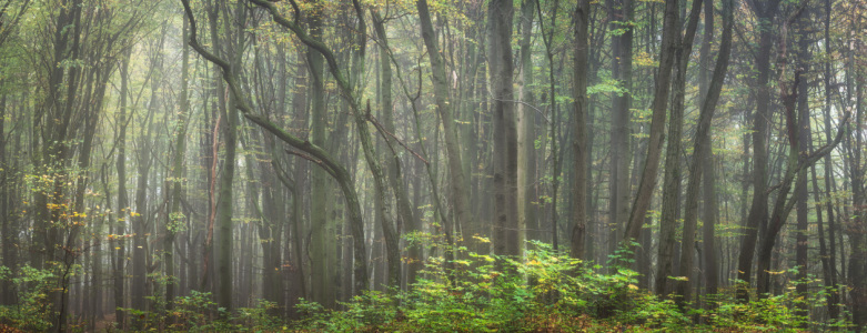 Bild-Nr: 12115672 Alter Zauberwald im Nebel - Panorama Erstellt von: luxpediation