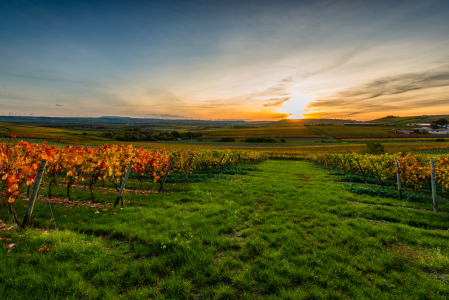 Bild-Nr: 12116665 Herbstabend im Weinberg 29 Erstellt von: Erhard Hess