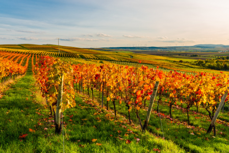 Bild-Nr: 12117887 Herbstabend im Weinberg 05 Erstellt von: Erhard Hess