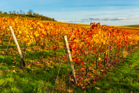 Bild-Nr: 12117889 Herbstabend im Weinberg 03 Erstellt von: Erhard Hess