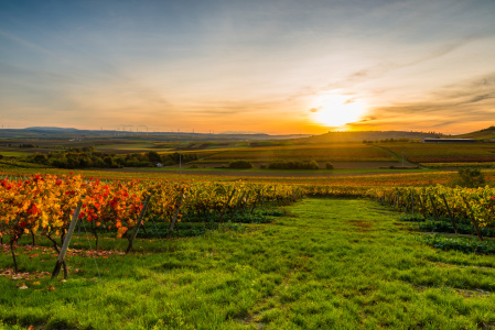 Bild-Nr: 12117891 Herbstabend im Weinberg 18 Erstellt von: Erhard Hess