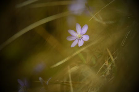 Bild-Nr: 12118245 Alpenblume Erstellt von: Wolfgang Zwanzger