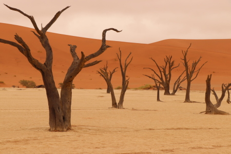 Bild-Nr: 12119265 Dead Vlei Erstellt von: Nita-Pesco