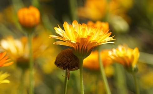 Bild-Nr: 12122384 Ringelblumen Erstellt von: youhaveadream