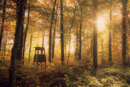 Bild-Nr: 12123932 Jäger Stuhl  im Herbstwald Erstellt von: Tanja Riedel