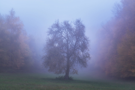 Bild-Nr: 12125369 Baum im Herbstnebel Erstellt von: luxpediation