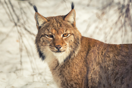 Bild-Nr: 12126063 Luchs Portrait Erstellt von: luxpediation