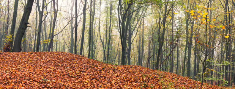 Bild-Nr: 12127045 Herbstlicher Wald im Panorama Erstellt von: luxpediation