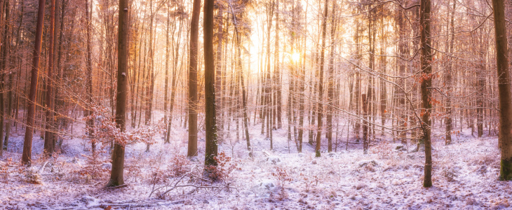 Bild-Nr: 12127435 Winterwald Panorama bei Sonnenaufgang Erstellt von: luxpediation