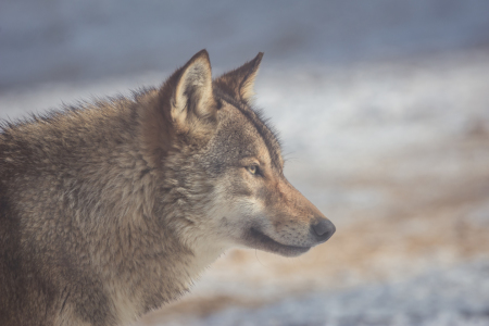 Bild-Nr: 12128745 Wolf Portrait im Winter Erstellt von: luxpediation