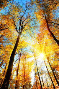 Bild-Nr: 12128804 Sonnenbeschienene gelben Baumwipfel im Herbstwald Erstellt von: Smileus