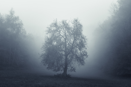 Bild-Nr: 12132552 Magical Tree - Baum im Nebel Erstellt von: luxpediation