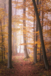 Bild-Nr: 12133784 Herbstfarben im Wald Erstellt von: luxpediation