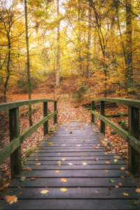 Bild-Nr: 12137729 Alte Brücke im Wald Erstellt von: luxpediation