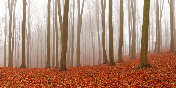 Bild-Nr: 12143192 Rügen Buchenwald Jasmund Weltnaturerbe Erstellt von: wompus