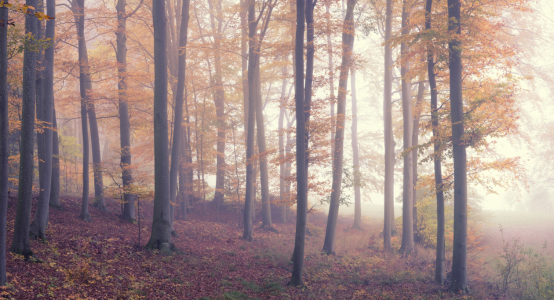 Bild-Nr: 12150189 Wald im Nebel Erstellt von: luxpediation